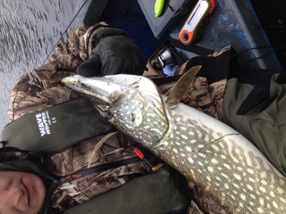 Northern Pike