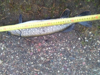 Northern Pike