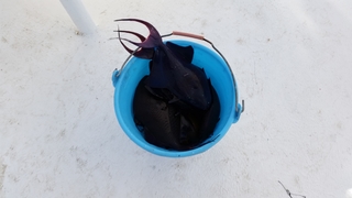 Black triggerfish