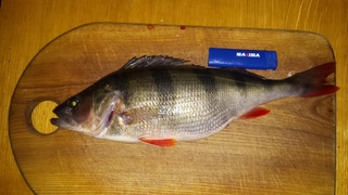 Eurasian perch