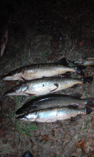 Northern Pike