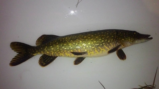 Northern Pike