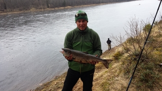 Atlantic salmon