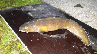 Burbot