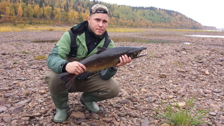 Atlantic salmon