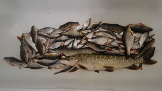 Northern Pike