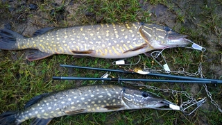 Northern Pike