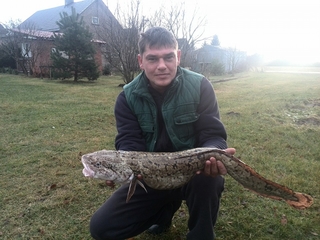 Burbot