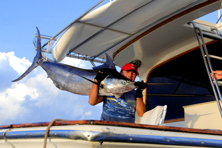 Atlantic blue marlin
