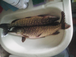 Northern Pike