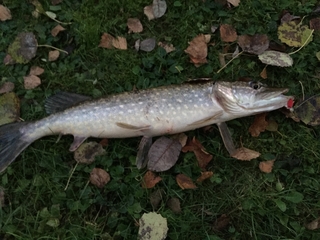 Northern Pike