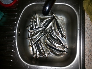 European smelt