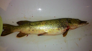 Northern Pike