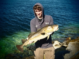 Atlantic cod