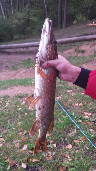 Northern Pike