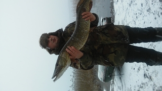 Northern Pike