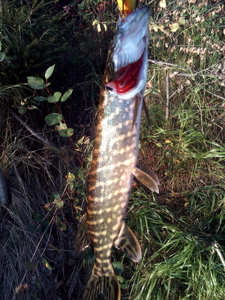 Northern Pike