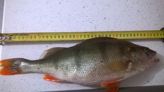 Eurasian perch