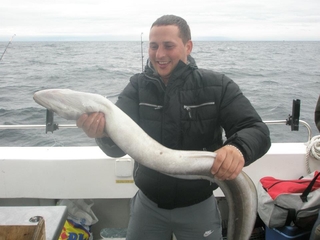 Conger eel
