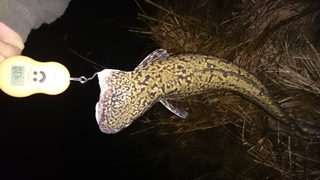 Burbot