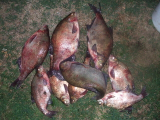 Carp bream