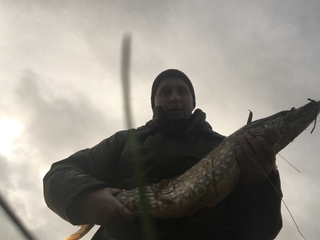 Northern Pike