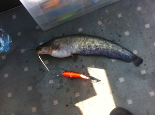 Wels catfish