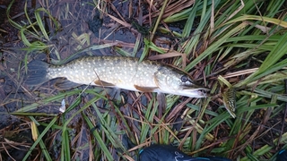 Northern Pike