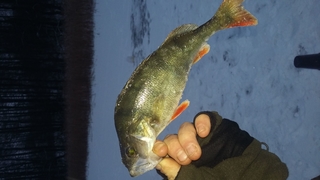 Eurasian perch