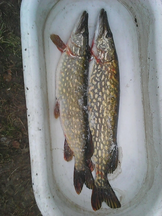 Northern Pike