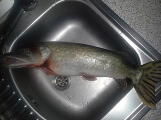 Northern Pike