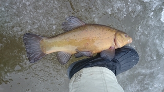 Tench