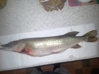 Northern Pike