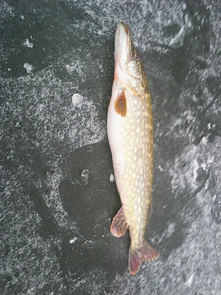 Northern Pike