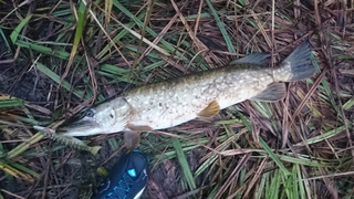 Northern Pike