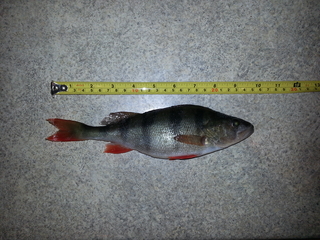 Eurasian perch