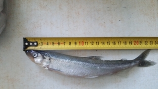 European smelt
