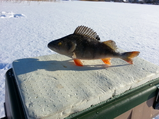 Eurasian perch