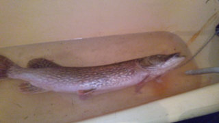 Northern Pike