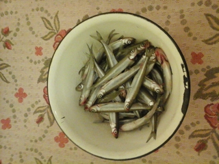 European smelt