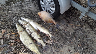 Carp bream