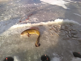 Burbot