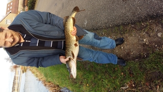 Northern Pike