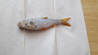 Eurasian perch