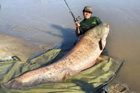 Wels catfish