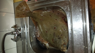 European plaice