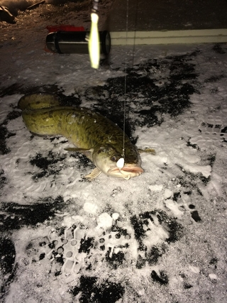 Burbot