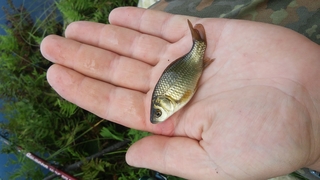 Crucian carp