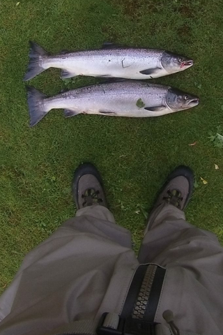 Atlantic salmon