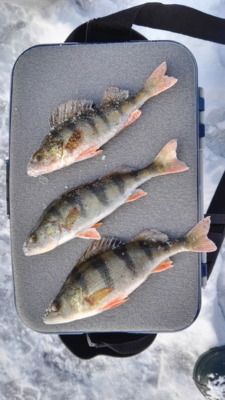 Eurasian perch